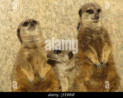 Tre meerkats guardando fuori di pericolo e pronto per la segnalazione di un allarme. Foto Stock