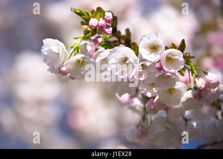 Bella rosa pallido fiori di ciliegio su un ramo con uno sfondo sfocato di altri fiori della struttura ad albero Foto Stock