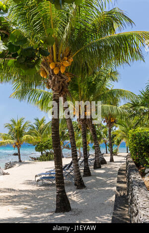 Palme di cocco e un muro di pietra la linea sulla splendida spiaggia sabbiosa di Lighthouse Point vicino al meridiano Resort in Roatan, Honduras. Foto Stock