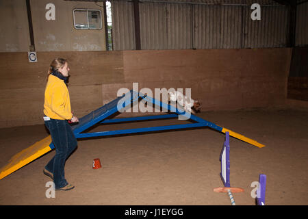 Un giovane di colore arancione Stefano Cocker Spaniel essendo incoraggiati a superare una rampa obstable, mediante il suo proprietario durante l'allenamento per l'agilità Foto Stock