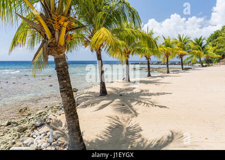 Una linea di curvatura di palme di cocco sulla bella spiaggia di sabbia e barriera corallina al Lighthouse Point sul West end di Roatan, Honduras. Foto Stock