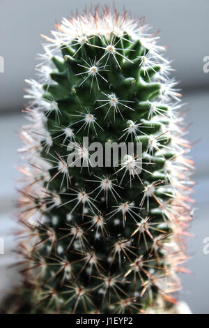 Piccolo verde cactus in una luminosa sala bianca con il rosso e bianco di spine Foto Stock