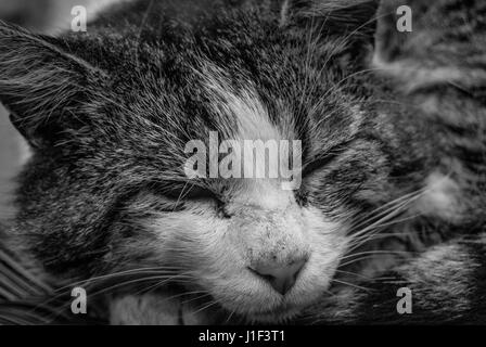 Un gatto stanco di dormire su una sedia in una giornata di sole Foto Stock