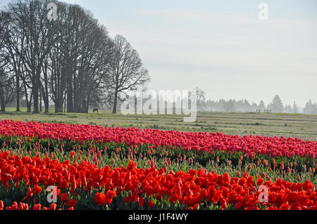 Campi della bella rossa di tulipani su foschia mattutina in primavera. Alberi, pascoli e cavallo in background. Foto Stock