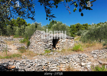 Tradizionali della Dalmazia vecchio casale in pietra nella piantagione di oliva Foto Stock