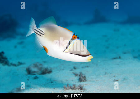 Arabian Picasso triggerfish (Rhinecanthus assasi), Mar Rosso, Egitto Foto Stock