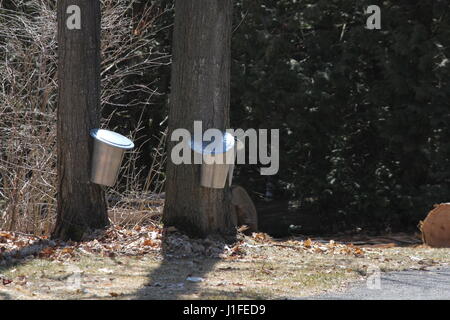 Metallo bucket di SAP attaccata ad un albero di acero per la cattura di colate di SAP per la produzione di sciroppo d'acero in primavera in una piccola bussola di zucchero in E.S. In Ontario. Foto Stock