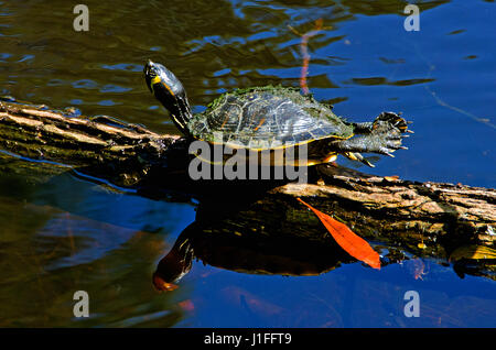 Ventre giallo slider turtle sembra essere la pratica dello yoga come suns su un log in Carolina del Sud zona umida. Foto Stock