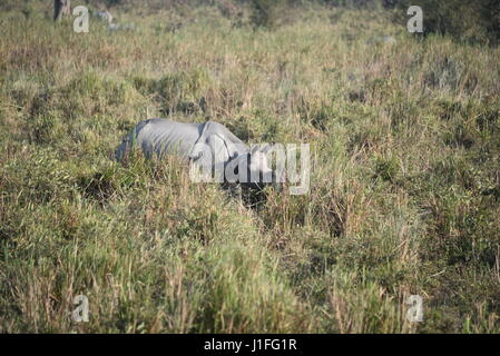 Tre cornuto Rhino in nazionale di Kaziranga parl, India. Il parco nazionale di Kaziranga detiene hieghest numero di tre a corno di rinoceronte nel mondo Foto Stock