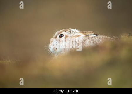 La Lepre Bianca, adulti in appoggio in heather moorland impostazione, inverno, Lepus timidus, Scotland, Regno Unito Foto Stock