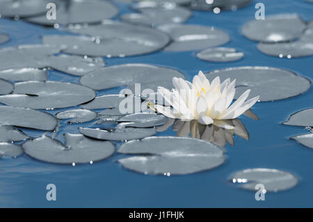 Acqua Bianco fiore di giglio sullo specchio azzurro del lago superficie. Foto Stock