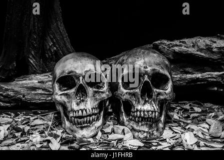 Still Life fotografia con teschio umano e di legname, sfondo buio horror concetto di halloween Foto Stock