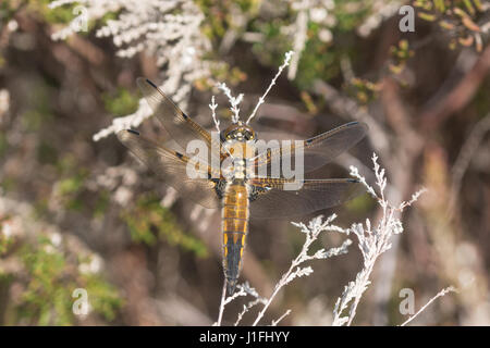 Quattro-spotted chaser dragonfly (Libellula quadrimaculata) Foto Stock