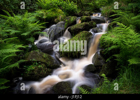 Flusso roccioso a Wyming brook riserva naturale, Sheffield South Yorkshire, Inghilterra. Foto Stock