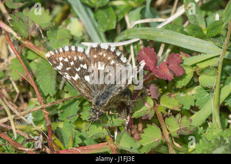 Close-up di femmina skipper brizzolato butterfly (Pyrgus malvae) ovipositing Foto Stock