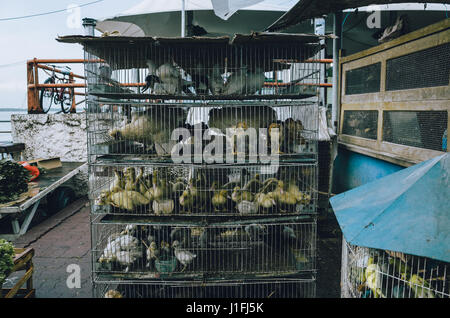 Anatre in una gabbia per la vendita a ver-O-Pesos Fishmarket in Belém, Pará, Brasile Foto Stock