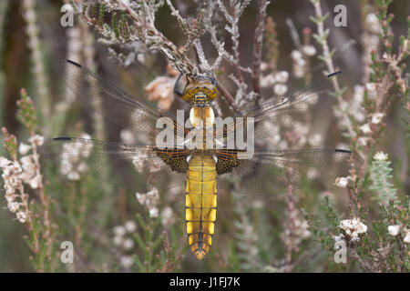 Close-up di ampio femmina corposo chaser dragonfly (Libellula depressa) su heather nel Surrey, Regno Unito Foto Stock