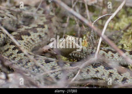 Vista di testa di sommatore femmina (Vipera berus) nel Surrey brughiera, REGNO UNITO Foto Stock