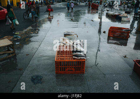 Pesce su display a ver-O-pesos fishmarket in Belém, Pará, Brasile Foto Stock