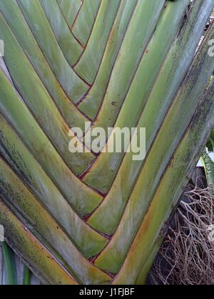 Un Travellers Palm Foto Stock