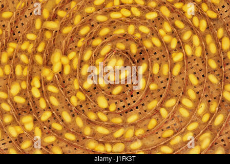 Giallo SETA Bozzoli di bachi da seta in nidi di bianco sul cesto di vimini, Thailandia Foto Stock