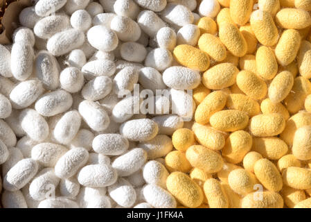 Il bianco e il giallo silkworm cocoon in Thailandia Foto Stock