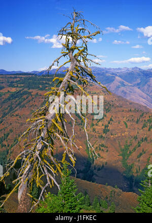 Un antico albero di abete overlookHell's Canyon, anche chiamato Snake River Gorge e Snake River Canyon, sul confine Oregon-Idaho. Foto Stock