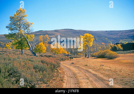 Aspen con alberi che si trasformano oro in tardo settembre nelle montagne Steens orientale di Oregon. Foto Stock