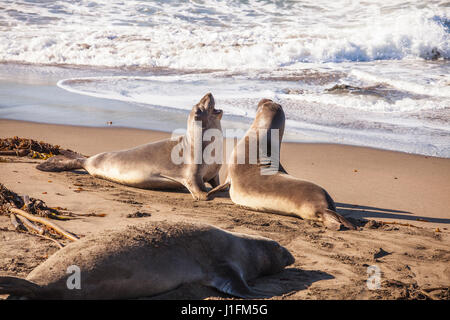 Giovani foche elefanti, sparring PIEDRAS BLANCAS guarnizione di elefante Rookery, San Simeone, California Foto Stock