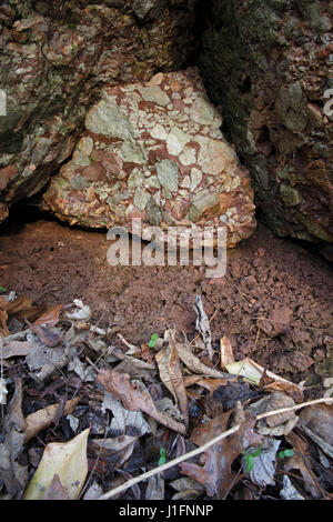 Leesburg limstone conglomerato, roccia sedimentaria, Frederick County, Maryland, in situ Foto Stock