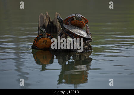 Rosso settentrionale di ventre (tartaruga Pseudemys rubriventris), Maryland Foto Stock