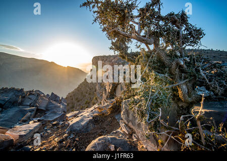 Jebel Shams; sole risplende nel corso del vertice e gorge in Oman il Grand Canyon Foto Stock