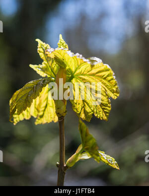 Giovani foglie di acero in sun, Laxey Glen, Isola di Man Foto Stock