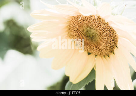 Testa di girasole Closeup Foto Stock