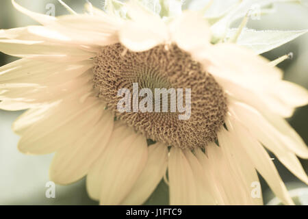 Testa di girasole Closeup Foto Stock