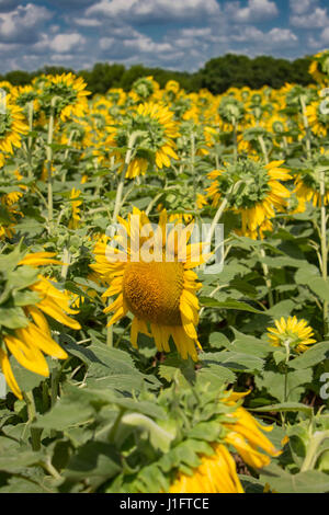 Patch di girasole con cielo blu e nuvole bianche sullo sfondo Foto Stock