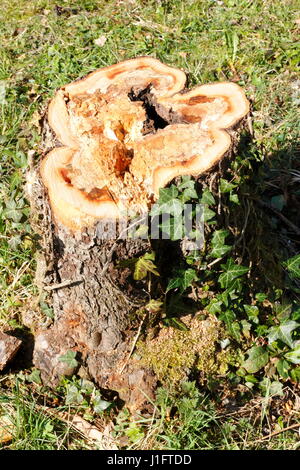 Baumstumpf, abgesägter Stamm von einem Apfelbaum mit Efeu bewachsen Foto Stock