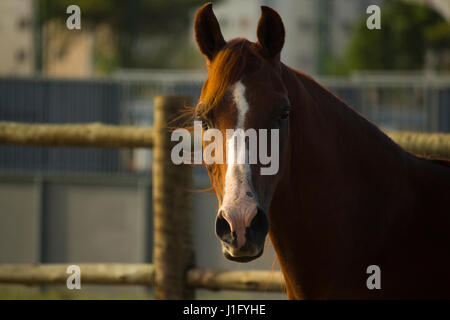 Bay Arabian Horse close-up Foto Stock