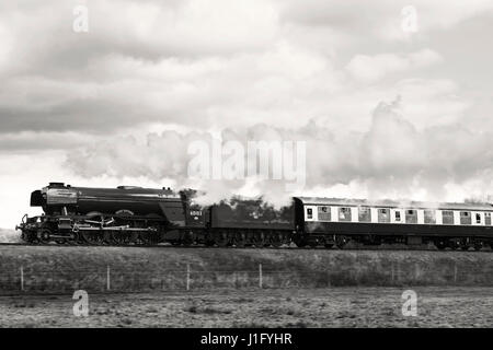 Il Flying Scotsman della cottura a vapore lungo la ferrovia Bluebell linea ferroviaria, Pasqua 2017 Foto Stock