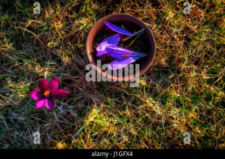 Pentola di creta con fiorito di tè nero con lo zafferano petali su un prato a molla con fiori viola. Parte superiore di vista. Foto Stock