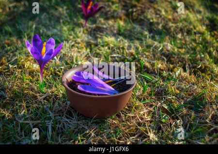 Pentola di creta con fiorito di tè nero con lo zafferano petali su un prato a molla con fiori viola. Foto Stock