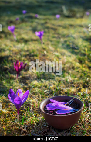 Pentola di creta con fiorito di tè nero con lo zafferano petali su un prato a molla con fiori viola. Banner verticale Foto Stock