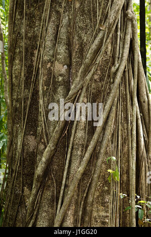 Struttura massiccia è appoggiato da radici entro Tangkoko National Park in Nord Sulawesi, Indonesia. Questo parco è la casa di macachi nero e Tarsiers. Foto Stock