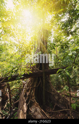 Giungla Tangkoko nel Parco Nazionale di foresta pluviale nel Nord Sulawesi, Indonesia deserto Foto Stock