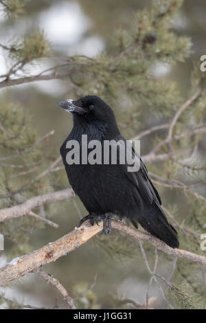 Comuni / Raven Kolkrabe ( Corvus corax ) in inverno, arroccato in una conifera albero, con neve a becco, area di Yellowstone, Montana, USA. Foto Stock