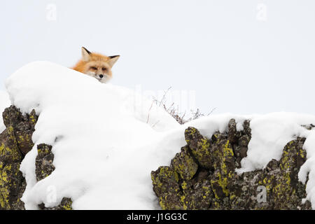 American Red Fox / Amerikanischer Rotfuchs ( Vulpes vulpes fulva ) in inverno, nascosti nella neve sulla cima di una montagna, osservando attentamente, Yellowstone sono Foto Stock