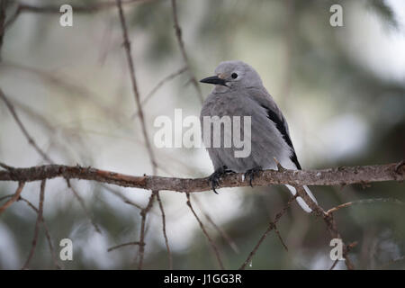 Clark schiaccianoci / Kiefernhäher ( Nucifraga columbiana ) in inverno, appollaiato su un ramo sottile di una conifera albero, area di Yellowstone, Montana, USA. Foto Stock