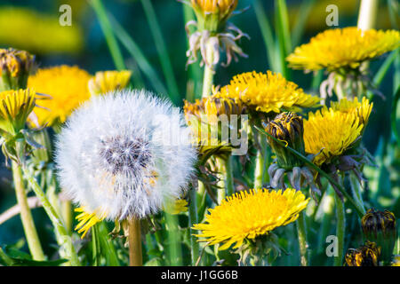 Gruppo di giallo dei fiori di tarassaco e blowball semi in primo piano Foto Stock