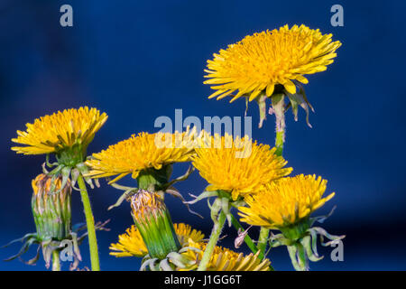 Gruppo di giallo dei fiori di dente di leone su sfondo blu Foto Stock