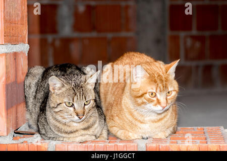 Due maschi gatti striato grigio e arancione seduto su rosso e parete di mattoni e guardando avanti Foto Stock